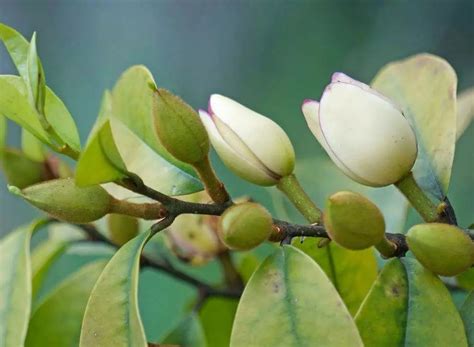 含笑花盆栽|含笑花怎么养？春秋如何修剪可以延长花期？